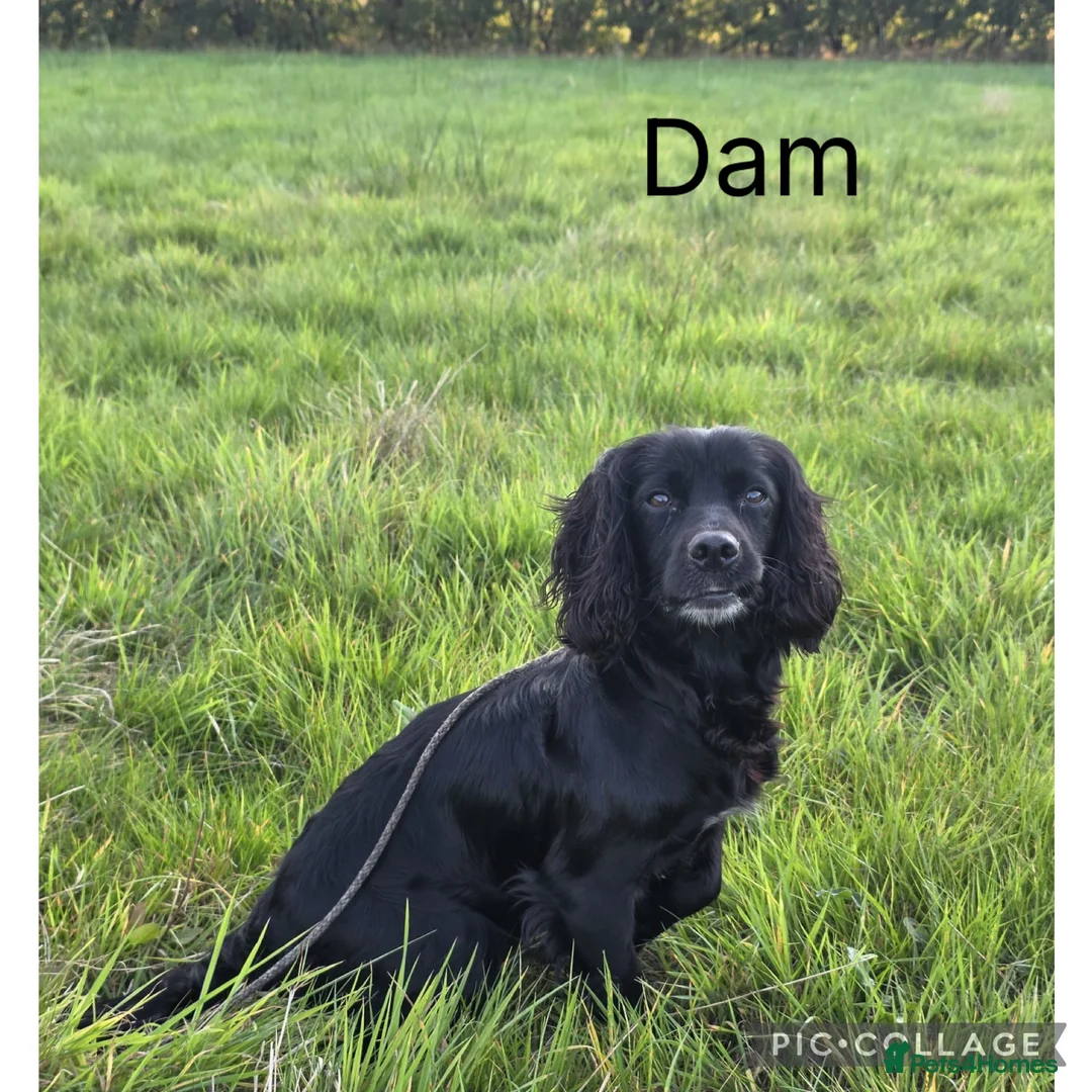 Cocker Spaniel dogs for sale: Working lines Boy Cocker Puppy  - Advert 6