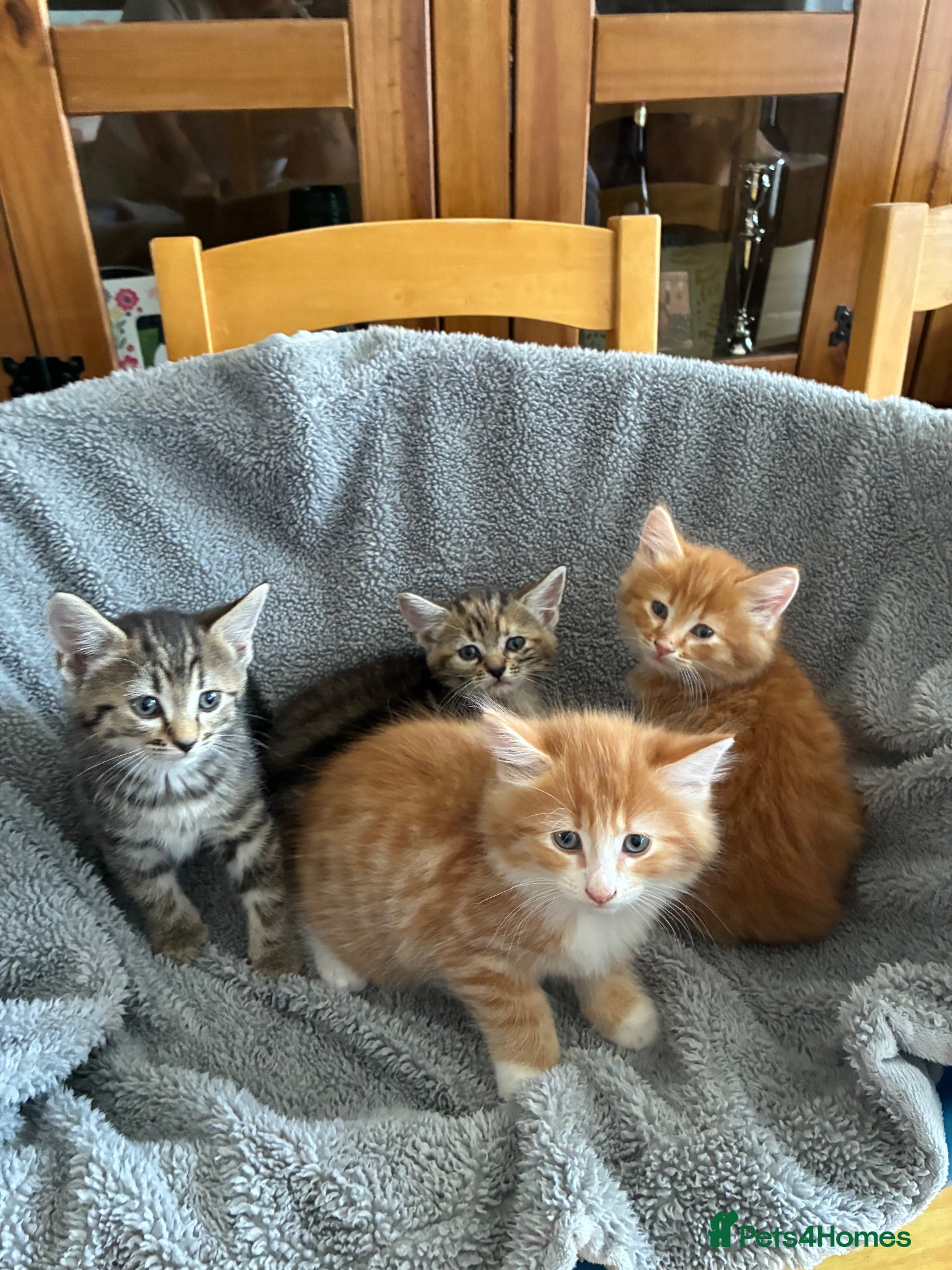 Mixed Breed cats 4 beautiful kittens ready now  - Advert 1