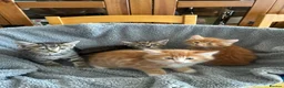 Mixed Breed cats for sale: 4 beautiful kittens ready now  - Advert 1