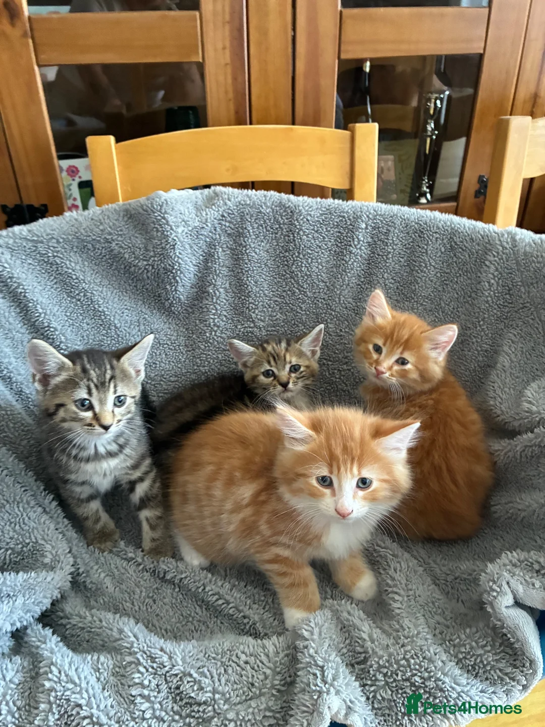 Mixed Breed cats for sale: 4 beautiful kittens ready now  - Advert 1