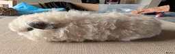 Guinea Pig rodents for sale: Texel and Alpaca boars looking for their 5*  home - Advert 8