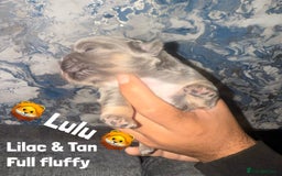 French Bulldog dogs for sale: Fluffy & testable frenchies - Image 4