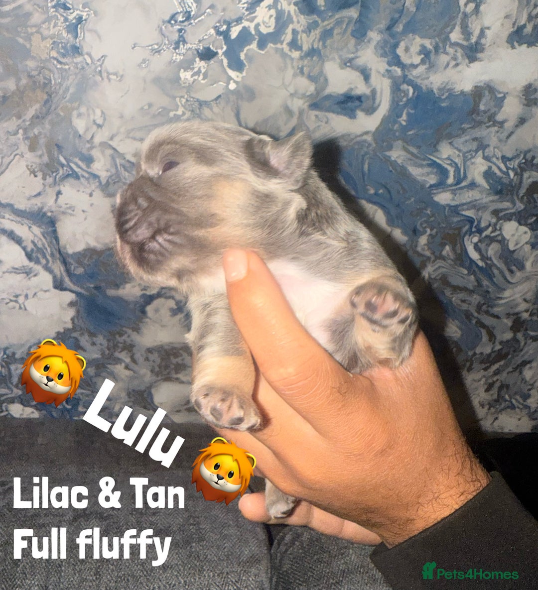 French Bulldog dogs for sale: Fluffy & testable frenchies - Image 4