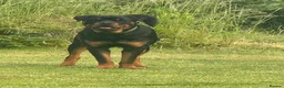Rottweiler dogs for sale: Rottweiler Apollo 10 month old in Derby - Advert 6