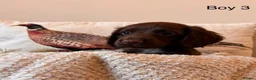 Cocker Spaniel dogs for sale: Working cocker spaniel puppy’s  - Advert 8