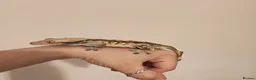 Gecko reptiles for sale: 4x Crested Geckos + Viv in Coalville - Advert 10