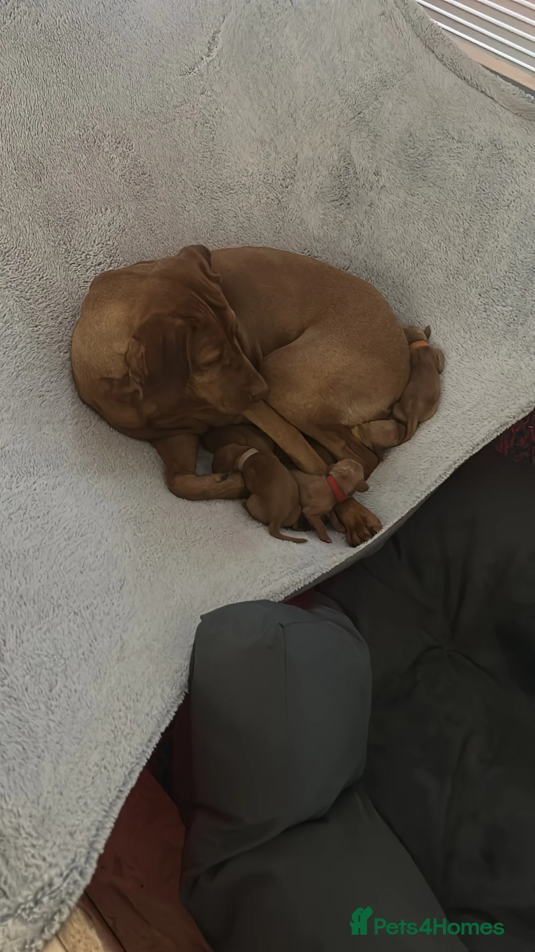Hungarian Vizsla dogs for sale: Hungarian Vizsla Puppies - Advert 4