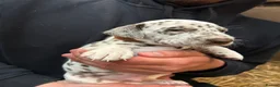 Dalmatian dogs for sale: Dalmatian puppies  in Okehampton - Advert 6