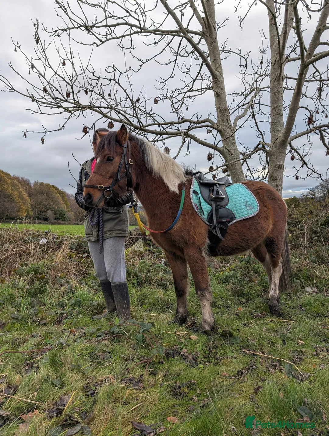 Dartmoor horses for sale: Beautiful 12,2 gelding  - Advert 1