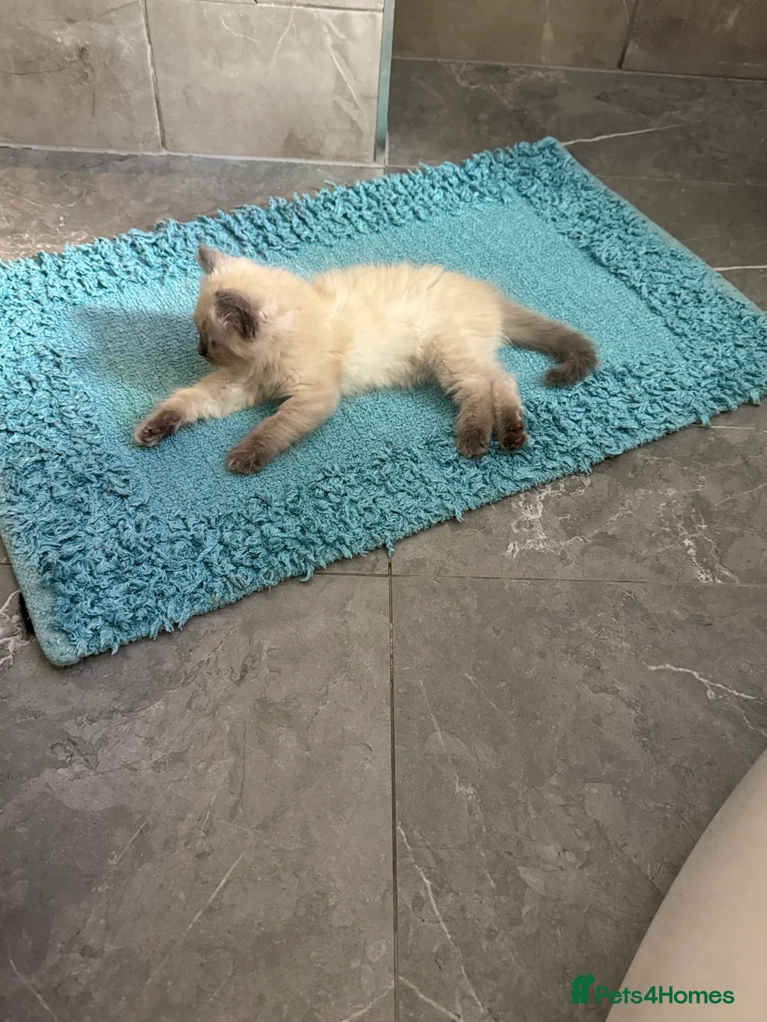 Ragdoll cats for sale: Ragdoll kittens  - Advert 2