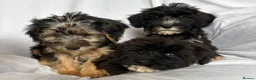 Mixed Breed dogs for sale: Sealyham X Poodle Puppies  - Advert 26