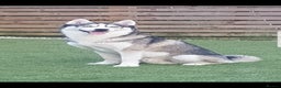 Siberian Husky dogs for stud: DANAMELI TITAN KING - Proven Health Tested Stud in Glasgow - Advert 9