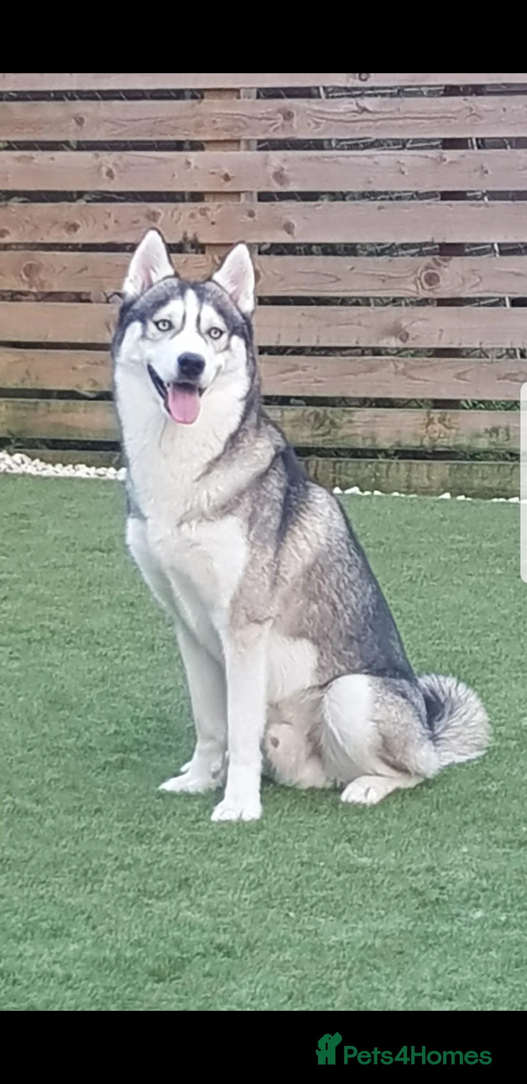 Siberian Husky dogs for stud: DANAMELI TITAN KING - Proven Health Tested Stud in Glasgow - Advert 9