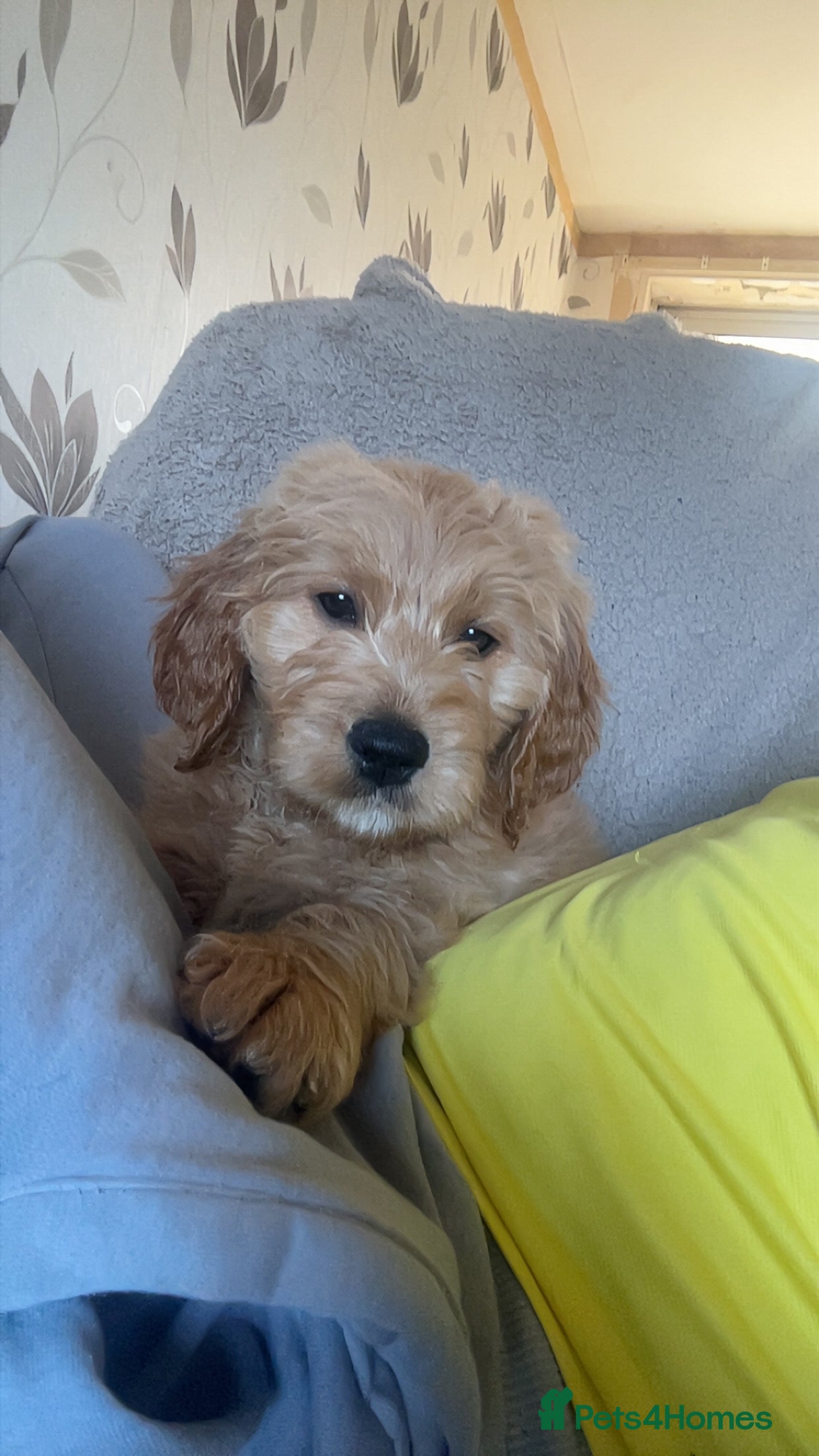 Goldendoodle dogs F1 golden doodle last boy left.  - Advert 17
