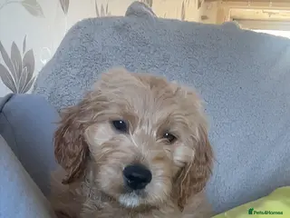 Goldendoodle dogs F1 golden doodle last boy left. - Advert 15