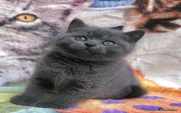 British Shorthair cats for sale: Adorable BSH Blue kittens  - Image 1