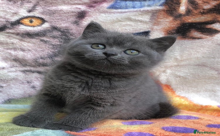 British Shorthair cats - Advert 1