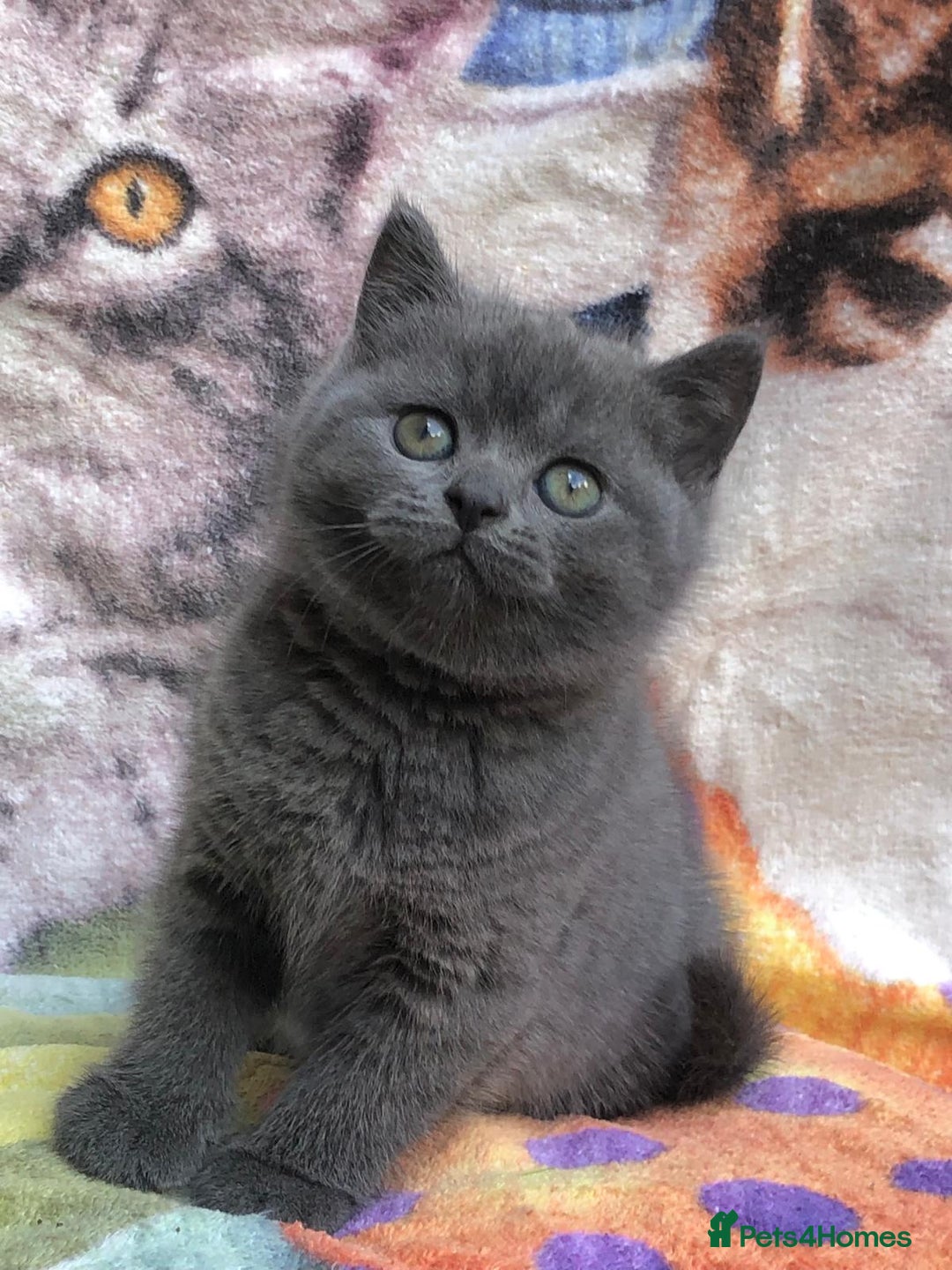 British Shorthair cats for sale: Adorable BSH Blue kittens  - Image 1