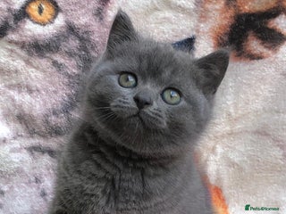 British Shorthair cats - Advert 8