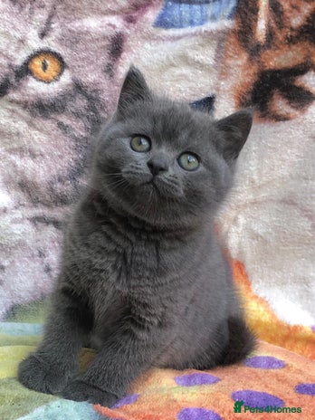 British Shorthair cats - Advert 5