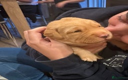 Labrador Retriever dogs for sale: Labrador pups, well-socialised & family raised - Image 15