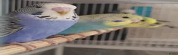 Budgerigars birds for sale: Beautiful Baby Budgies  - Advert 9