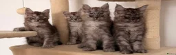 Maine Coon cats for sale: MaineCoon World Champion Bloodlines/London  - Advert 13