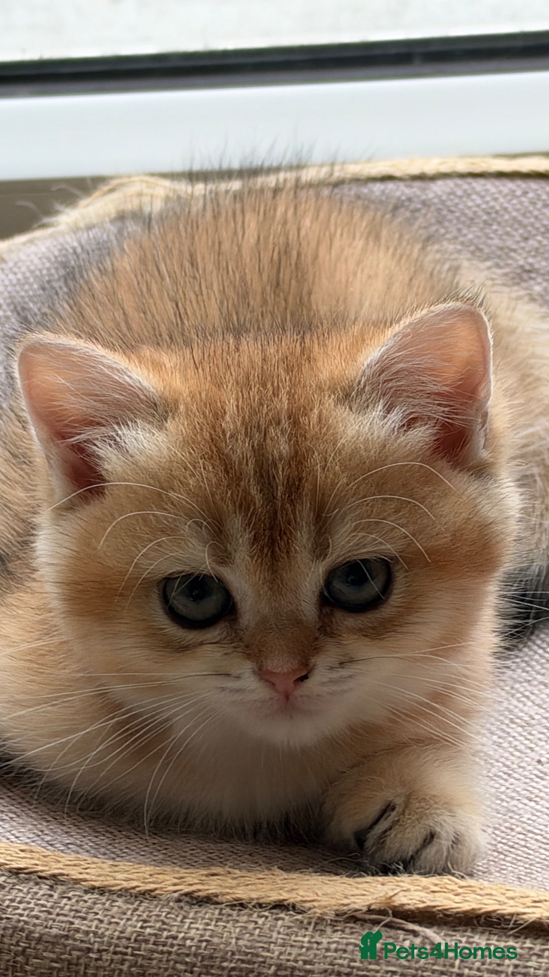British Shorthair cats for sale: BSH GCCF GOLDEN AND LILAC KITTENS  - Advert 21
