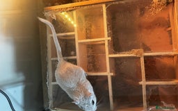 Gerbil rodents for sale: PAIR OF MALE GERBILS - 6mo tame 1 brown 1 white  - Image 3