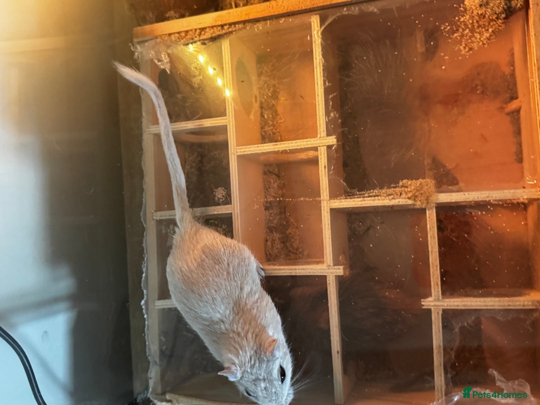 Gerbil rodents for sale: PAIR OF MALE GERBILS - 6mo tame 1 brown 1 white  - Image 3