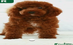 Cavapoo dogs for sale: HEALTH TESTED F1B CAVERPOO PUPPIES  - Image 9