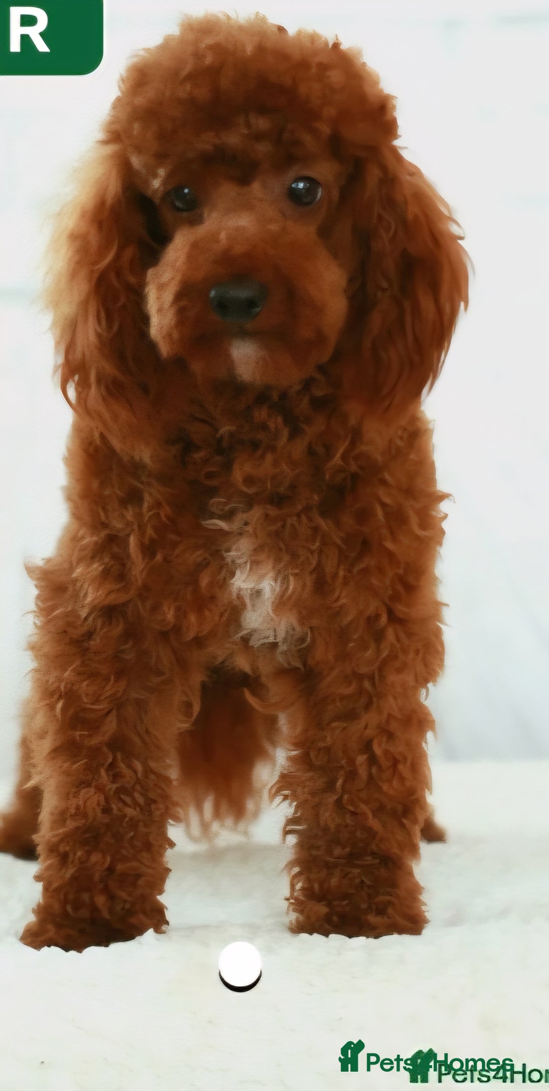 Cavapoo dogs for sale: HEALTH TESTED F1B CAVERPOO PUPPIES  - Image 9