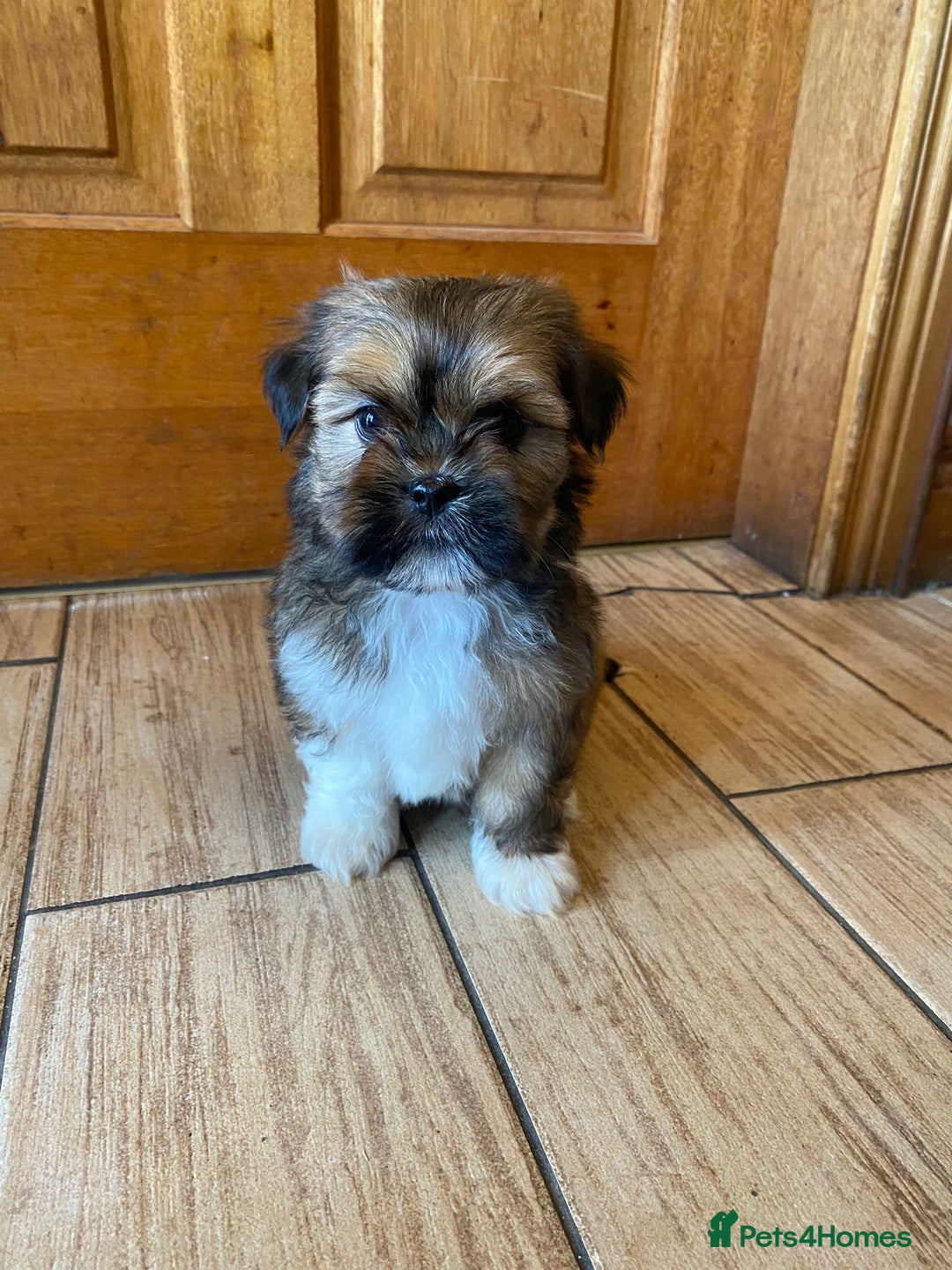 Lhasa Apso dogs for sale: Pure bred Lhasa apso pups  - Image 7