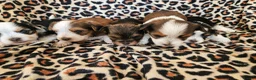 Yorkshire Terrier dogs for sale: DNA tested parents Biewer and Ocean Pearl puppies - Advert 4