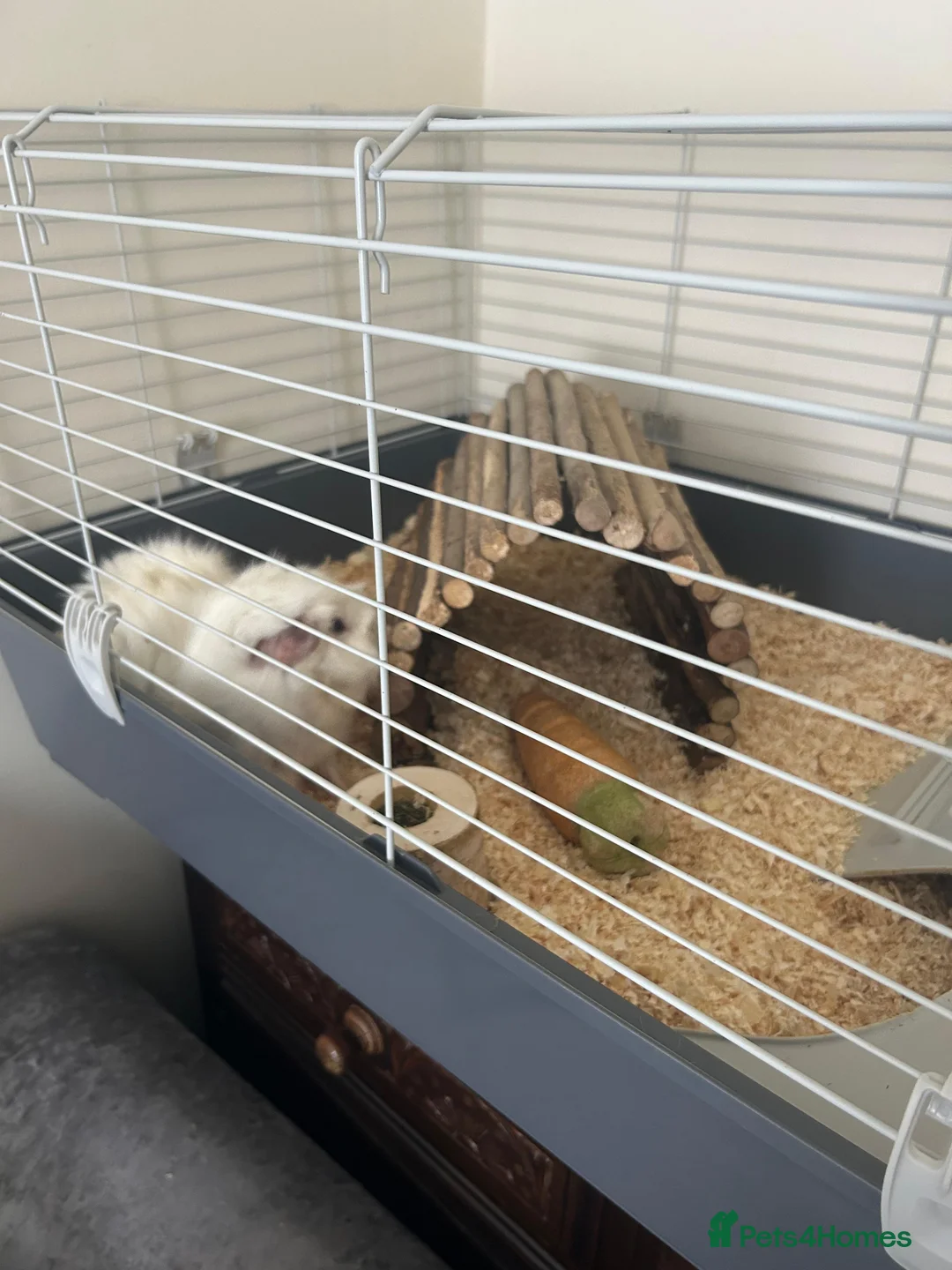 Guinea Pig rodents for sale: 2 beautiful Male Guinea Pigs  - Advert 3