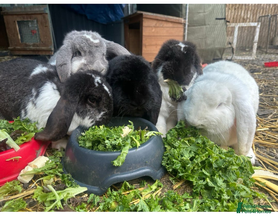 French Lop rabbits for sale: Last little girl looking for a forever home 💗 - Image 12
