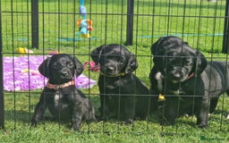 Springador dogs for sale: 💥FULL HEALTH TESTED BLACK SPRINGERDORS FOR SALE💥 in Market Drayton - Image 16