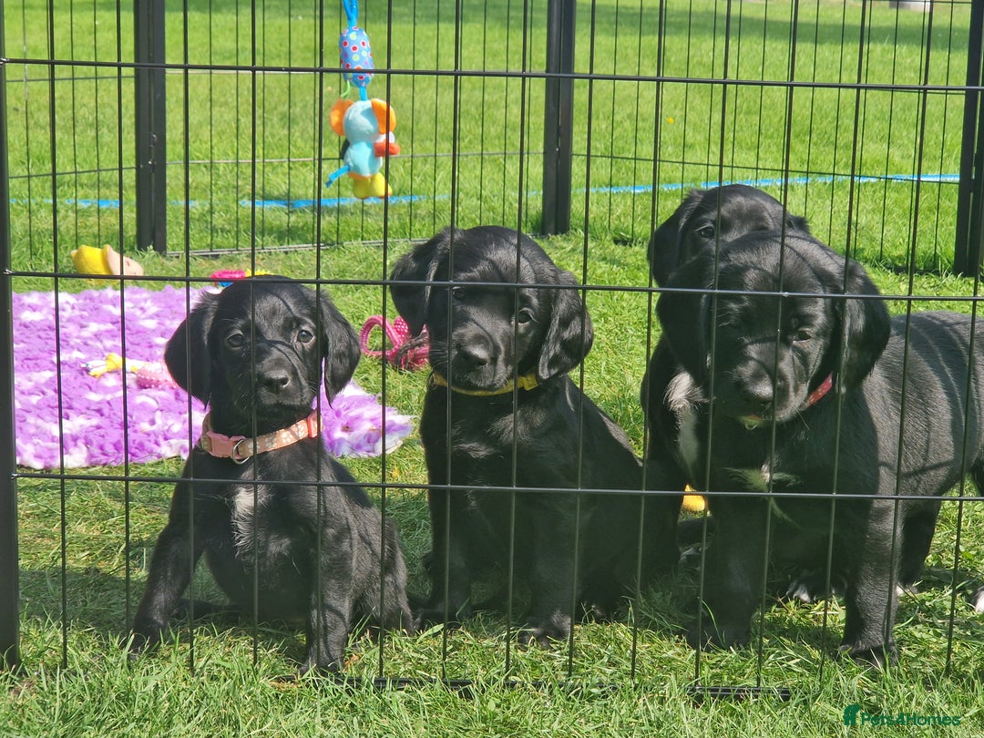 Springador dogs for sale: 💥FULL HEALTH TESTED BLACK SPRINGERDORS FOR SALE💥 in Market Drayton - Image 16