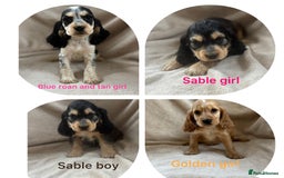 Cocker Spaniel dogs for sale: Show type cocker spaniel  - Image 1