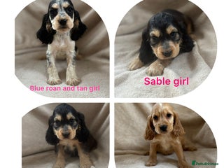 Cocker Spaniel dogs for sale - Advert 1