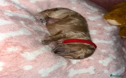 Cockapoo dogs for sale: 🌸3 gorgeous chunky Cockapoo puppy’s 🌸 - Image 24