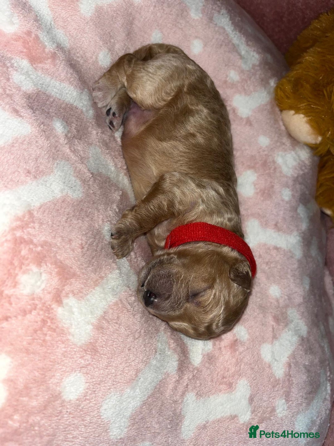 Cockapoo dogs for sale: 🌸3 gorgeous chunky Cockapoo puppy’s 🌸 - Image 24