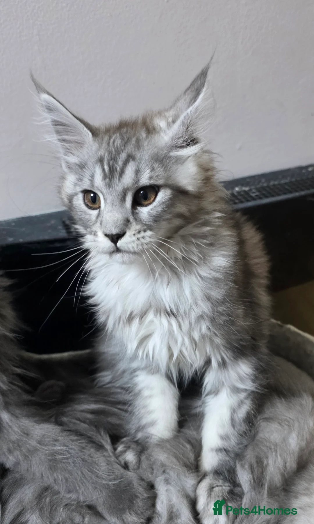 Maine Coon cats for sale: Tica reg kittens- neutered. 3 left Ready soon - Advert 4