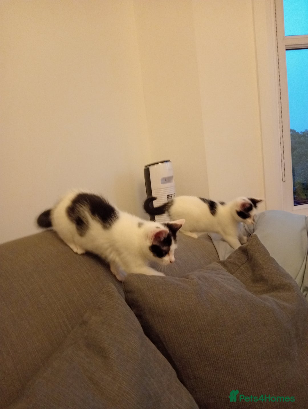 British Shorthair cats for sale: Two white and black sisters - Image 7