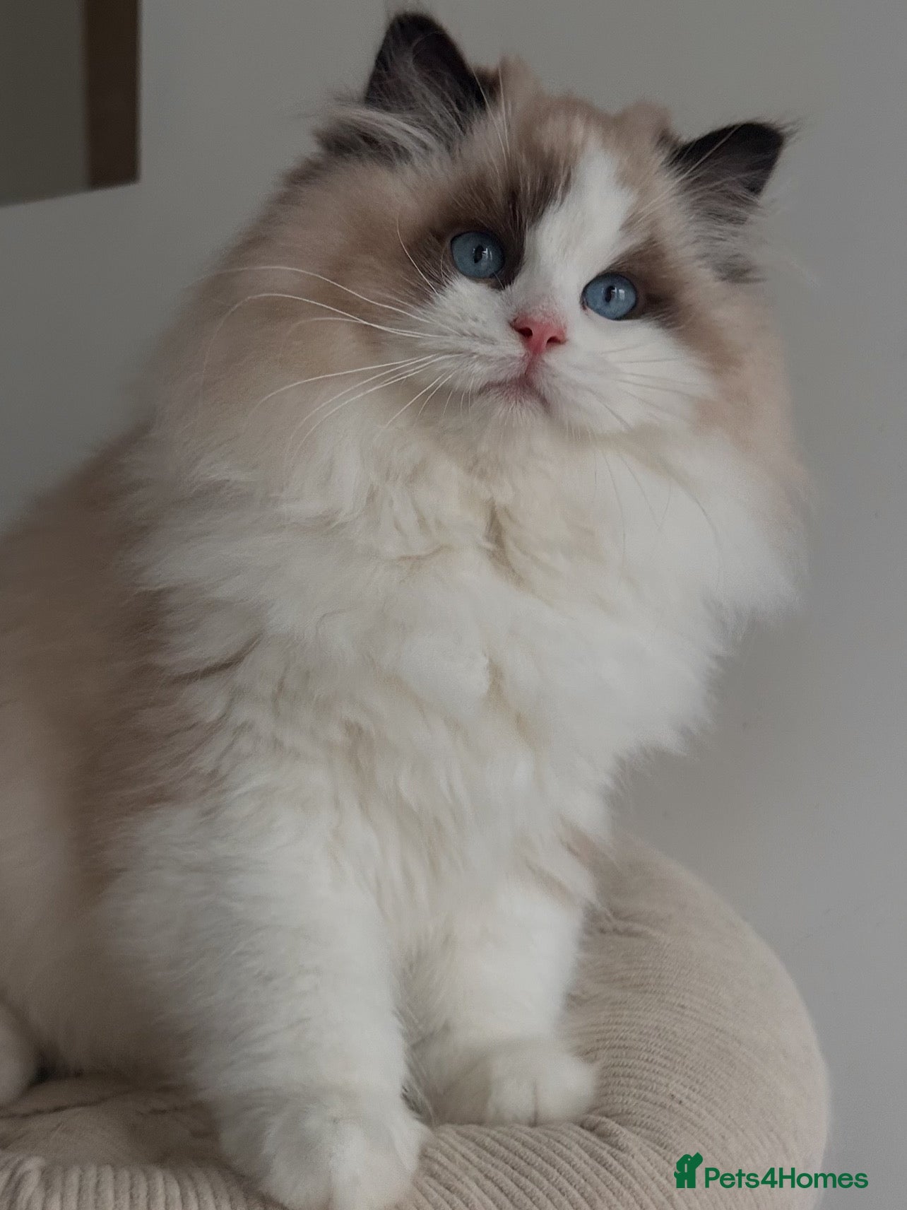 Ragdoll cats Stunning Tica Boy SHOW/BREED - Advert 3