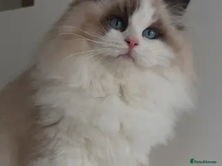 Ragdoll cats Stunning Tica Boy SHOW/BREED - Advert 3