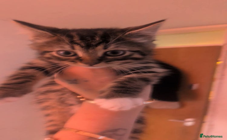 Mixed Breed cats - Advert 11