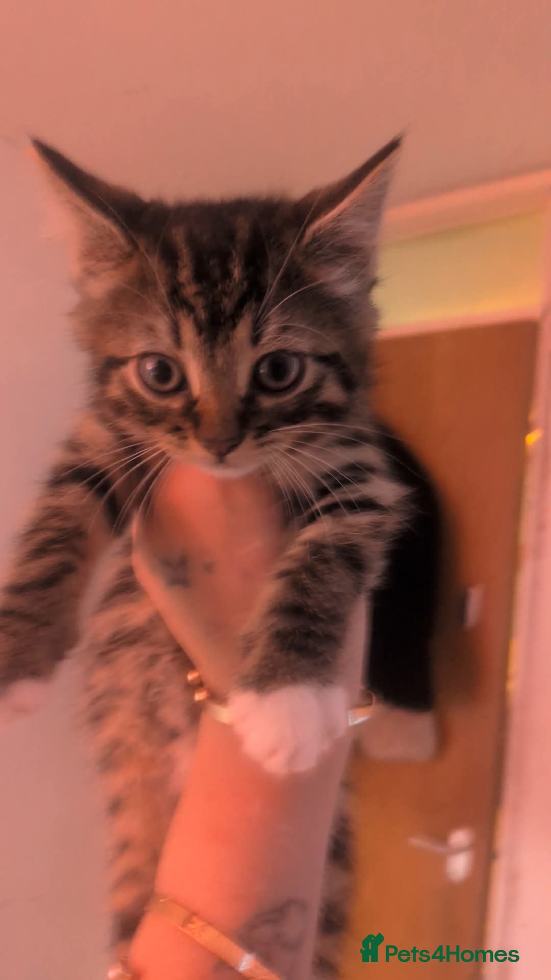 Mixed Breed cats for sale: Two male kittens available  - Image 1