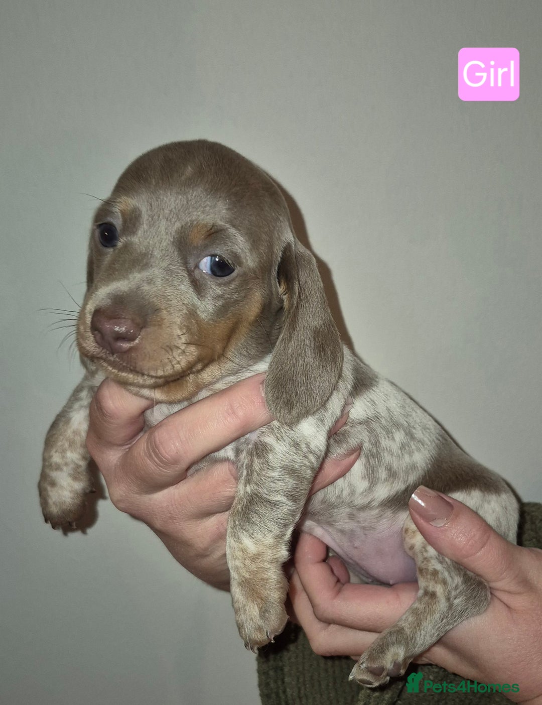 Miniature Dachshund dogs for sale: Miniature dachshund puppies  - Advert 5
