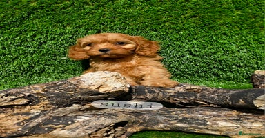 Cavapoo dogs - Advert 4
